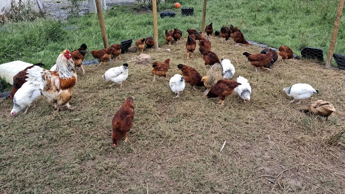 Chicken/Rooster - Image 4