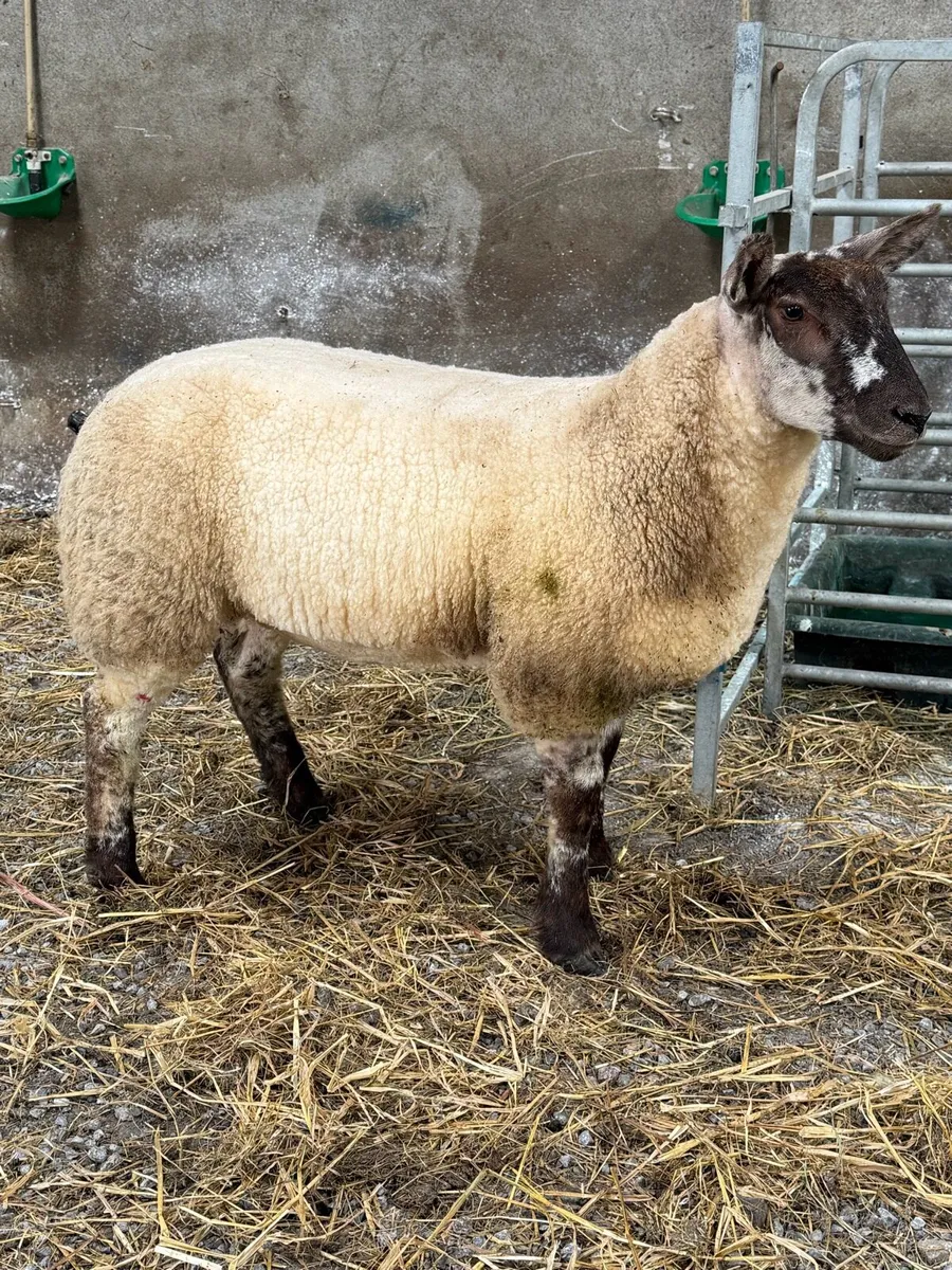 Suftex Ewe Lamb - Image 2