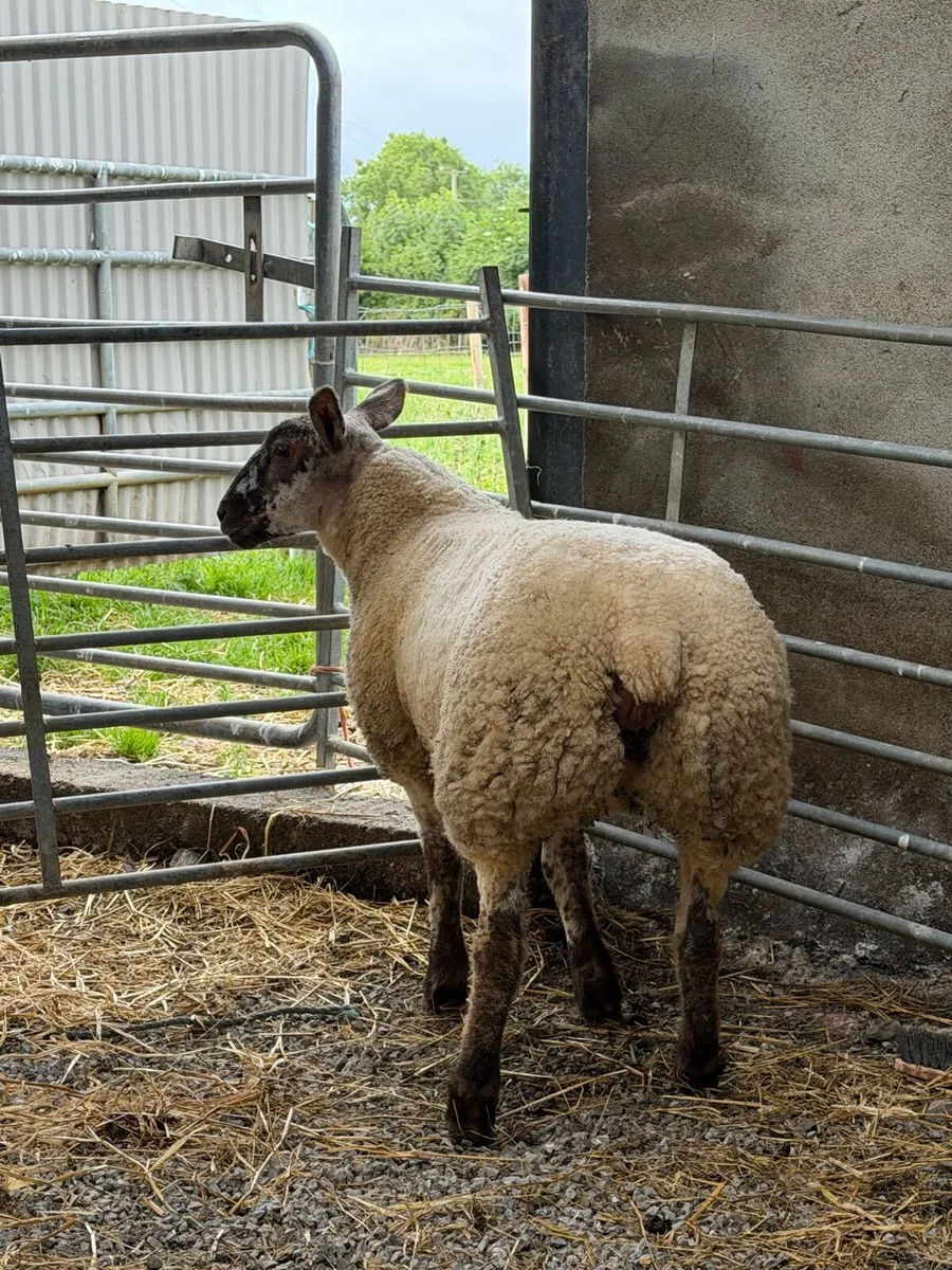 Suftex Ewe Lamb - Image 3