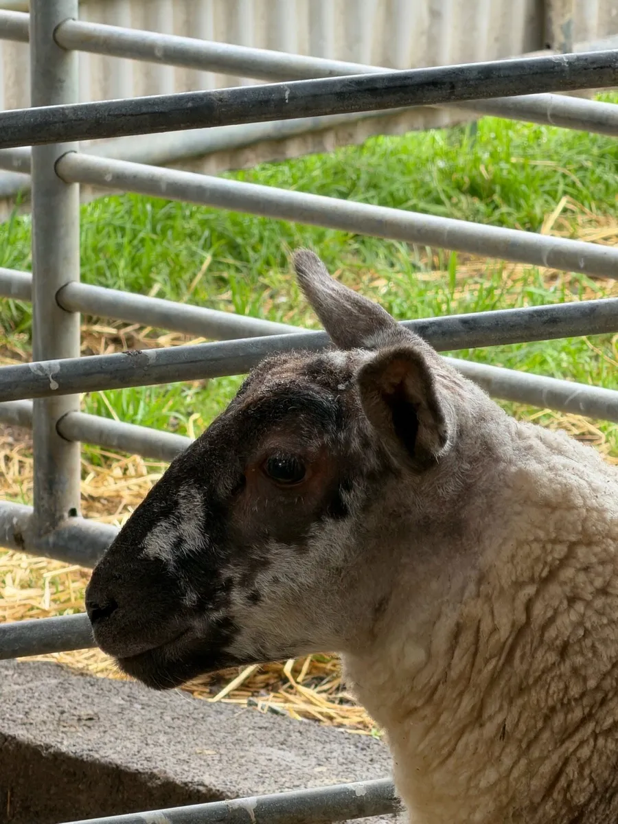 Suftex Ewe Lamb - Image 4