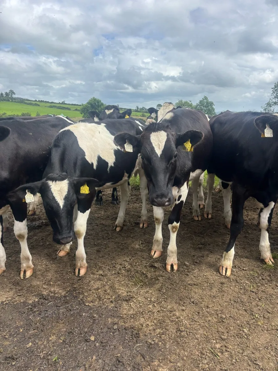 Top quality Heifers for sale - Image 1
