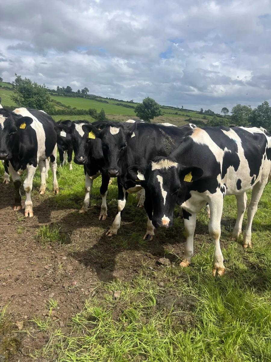 Top quality Heifers for sale - Image 2