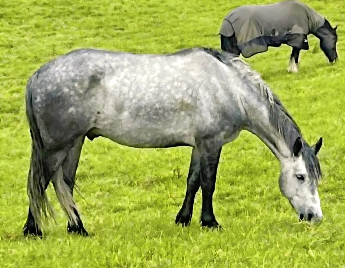 Silver Shadow Gelding - Image 1