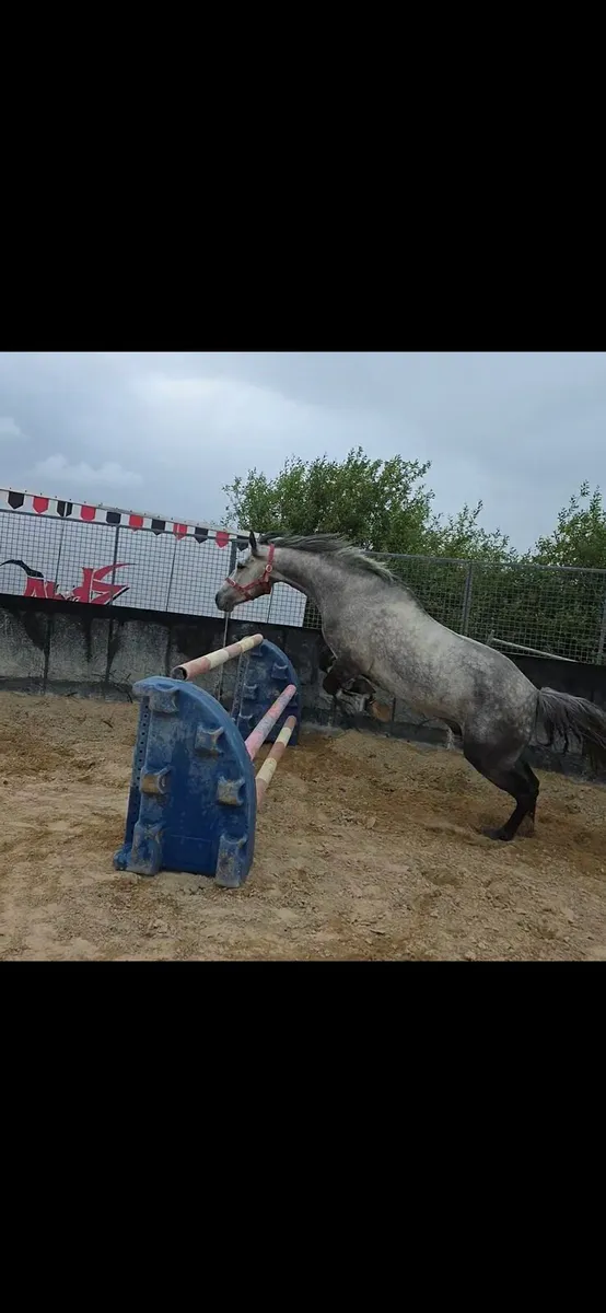 Silver Shadow Gelding - Image 2