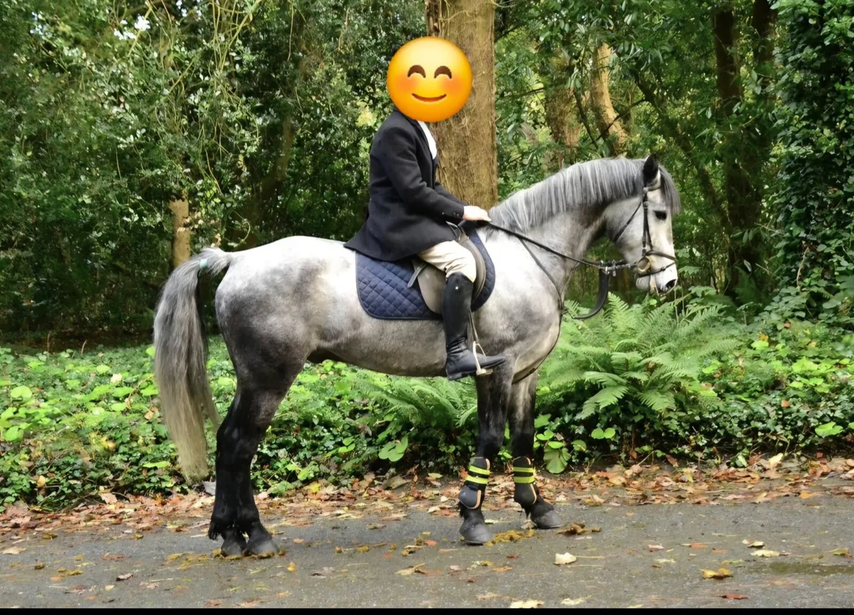 Silver Shadow Gelding - Image 3
