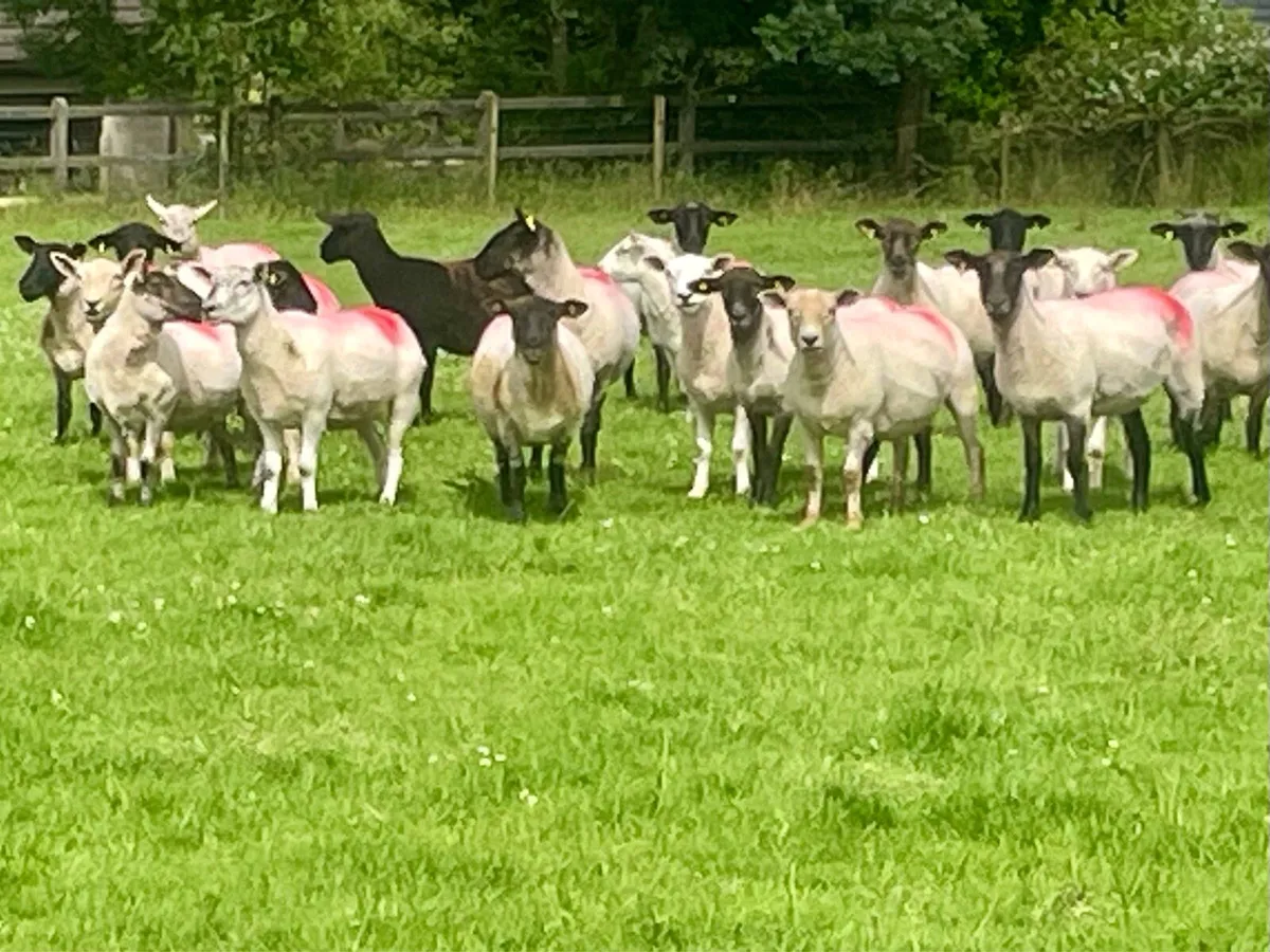 Hogget Ewes for sale, ideal for breeding - Image 1