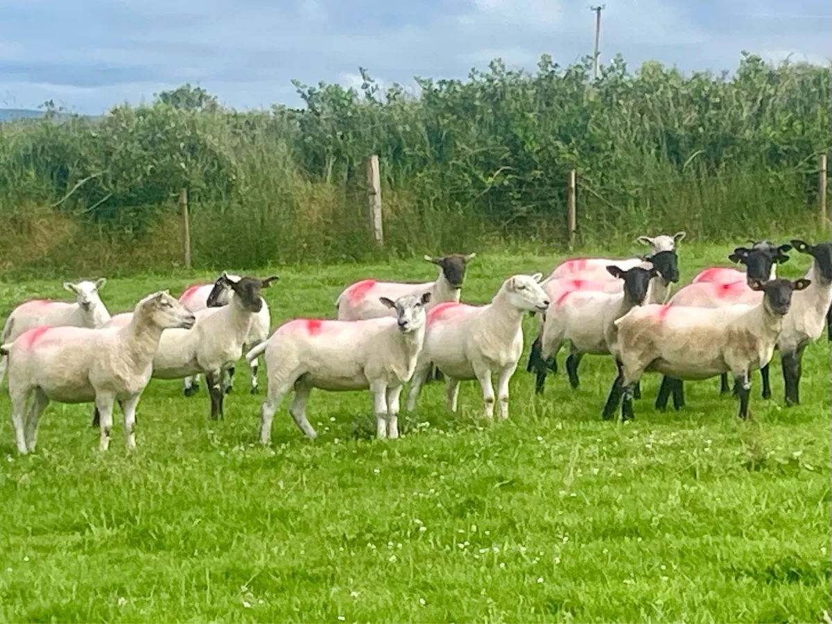 Hogget Ewes for sale, ideal for breeding - Image 2