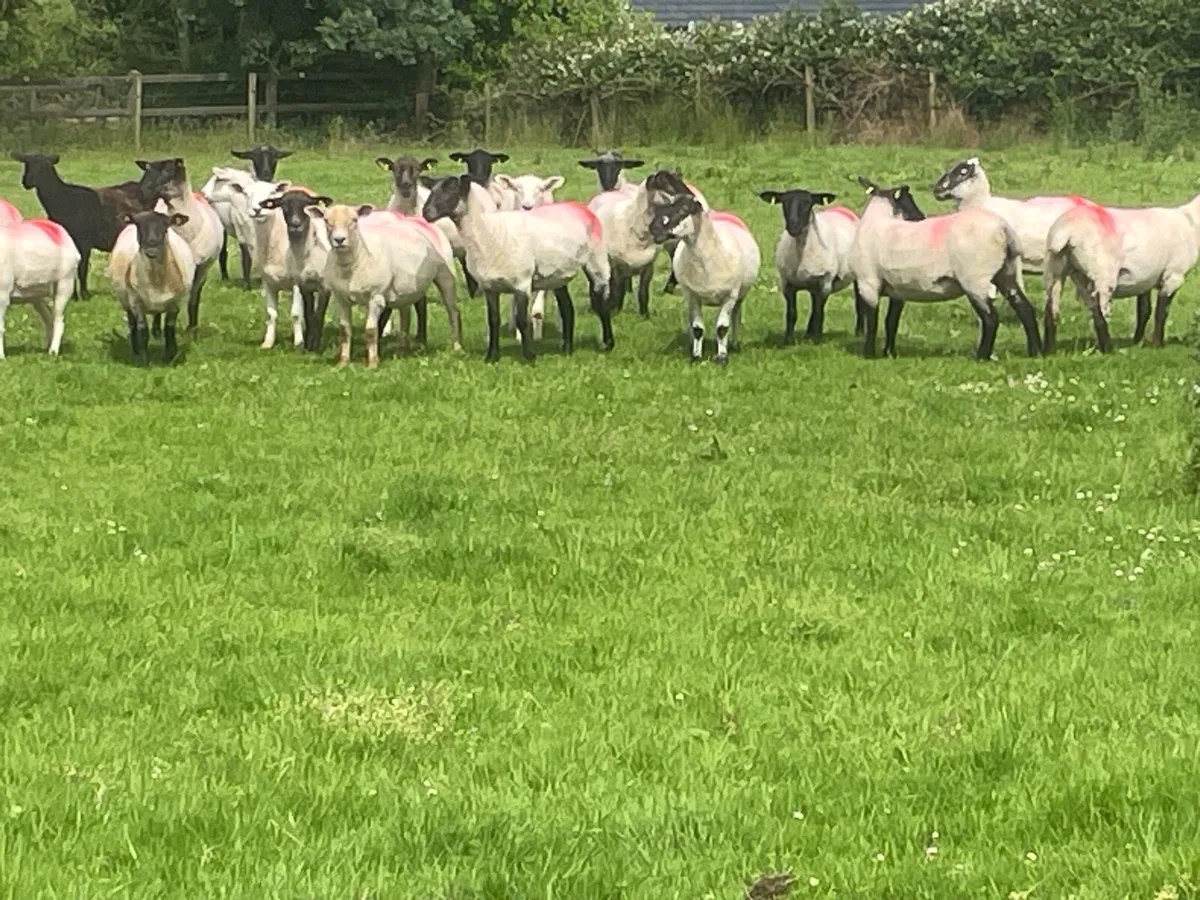 Hogget Ewes for sale, ideal for breeding - Image 3