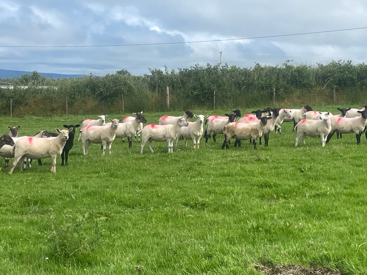 Hogget Ewes for sale, ideal for breeding - Image 4