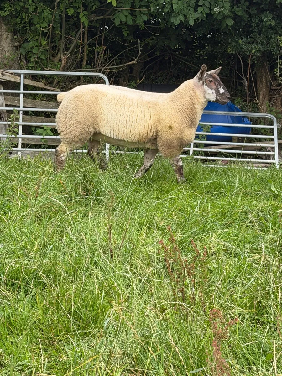 Suftex Ewe Lamb - Image 1