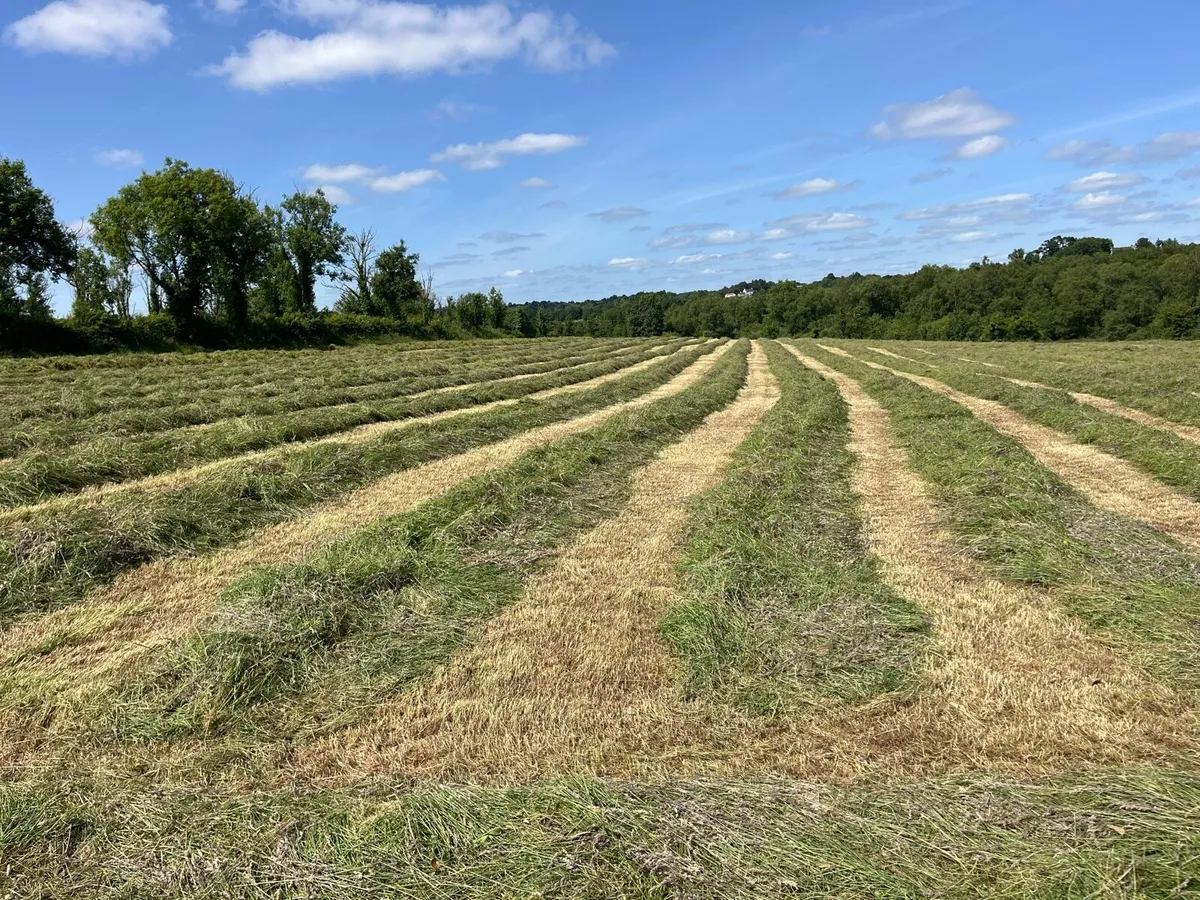 Top Quality First Cut Silage - Image 2