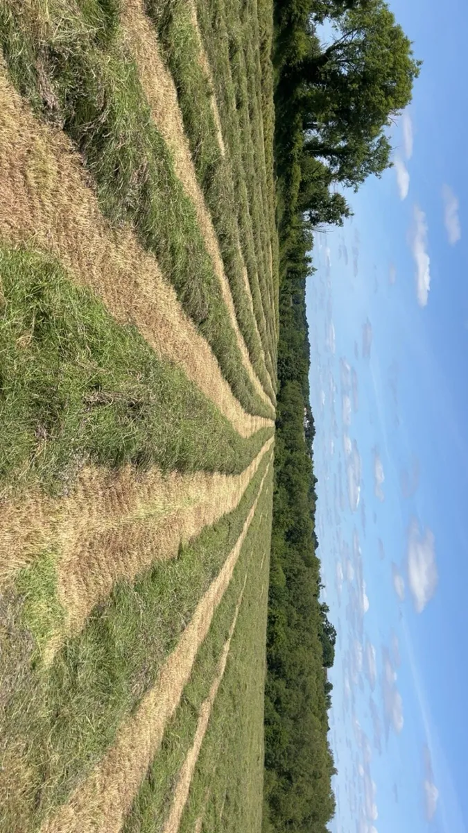 Top Quality First Cut Silage - Image 3