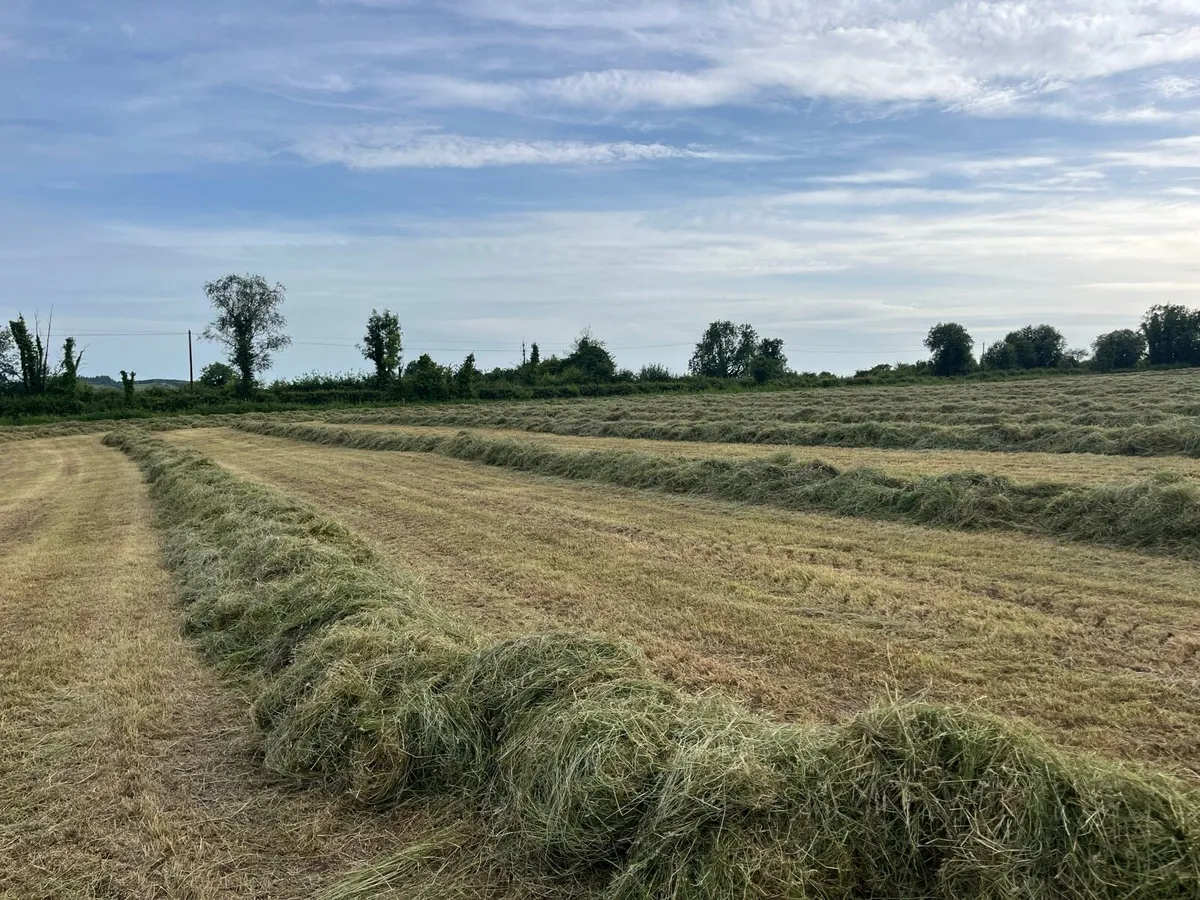 Top Quality First Cut Silage - Image 4