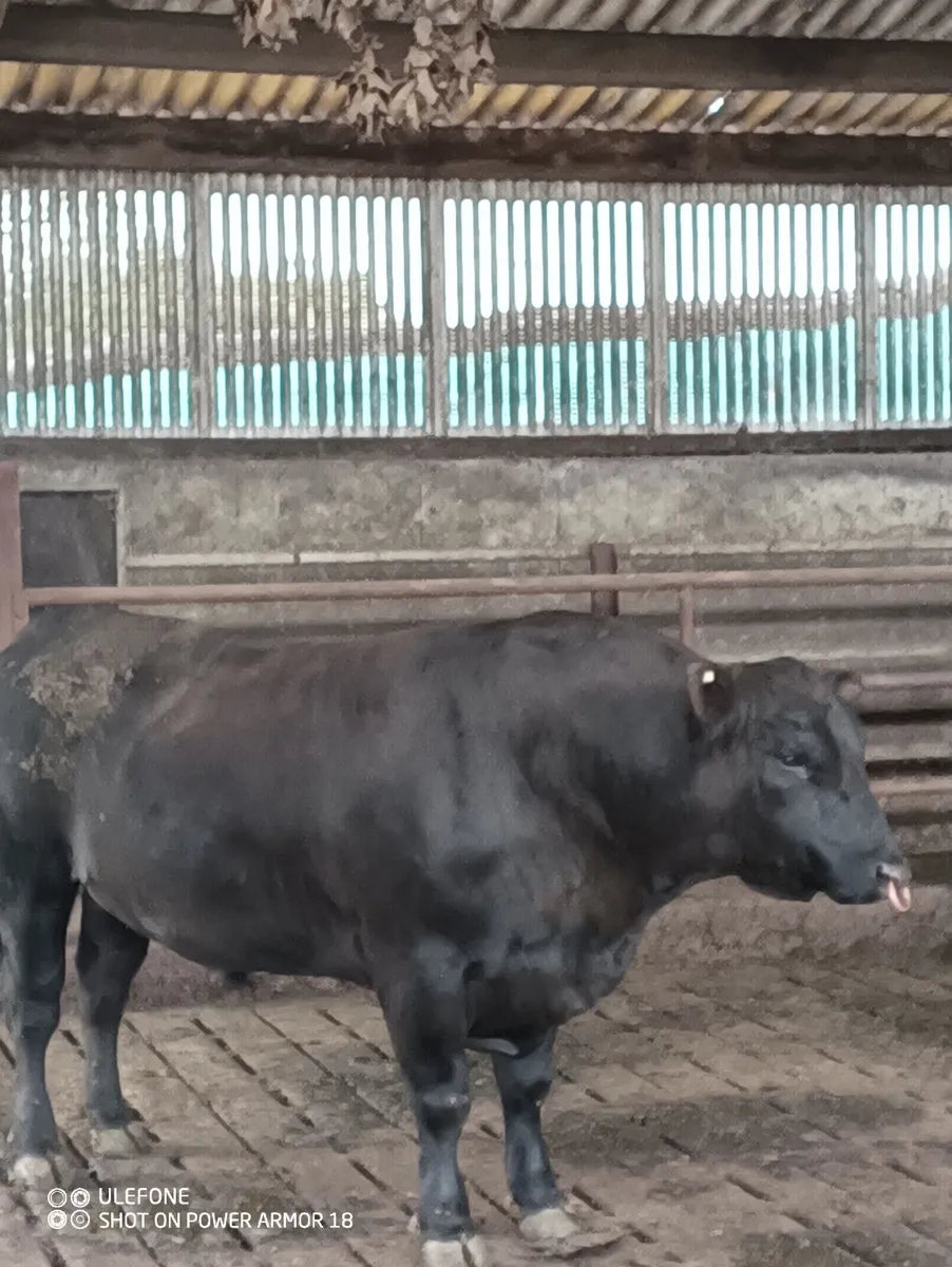 Pedigree Aberdeen Angus Bull - Image 2