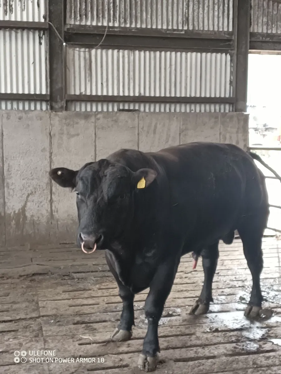 Pedigree Aberdeen Angus Bull - Image 3