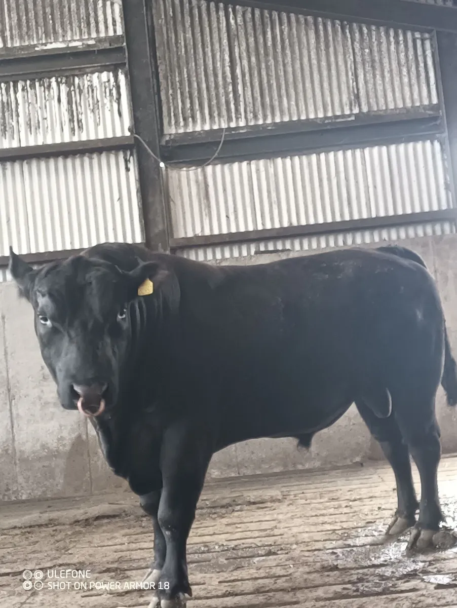 Pedigree Aberdeen Angus Bull - Image 1