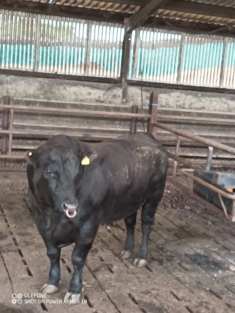 Pedigree Aberdeen Angus Bull - Image 4