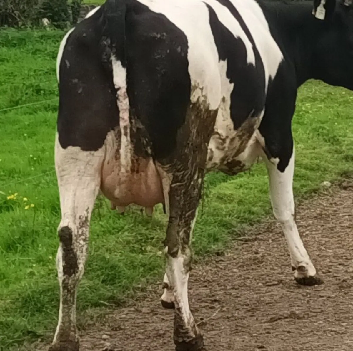 3 freshly calved heifers - Image 2