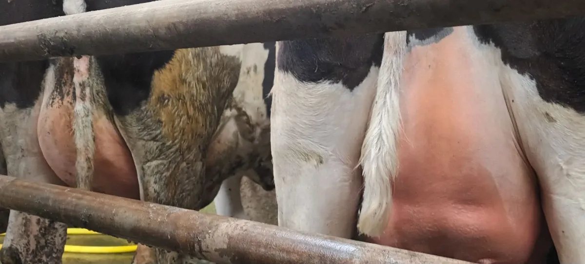 3 freshly calved heifers - Image 3