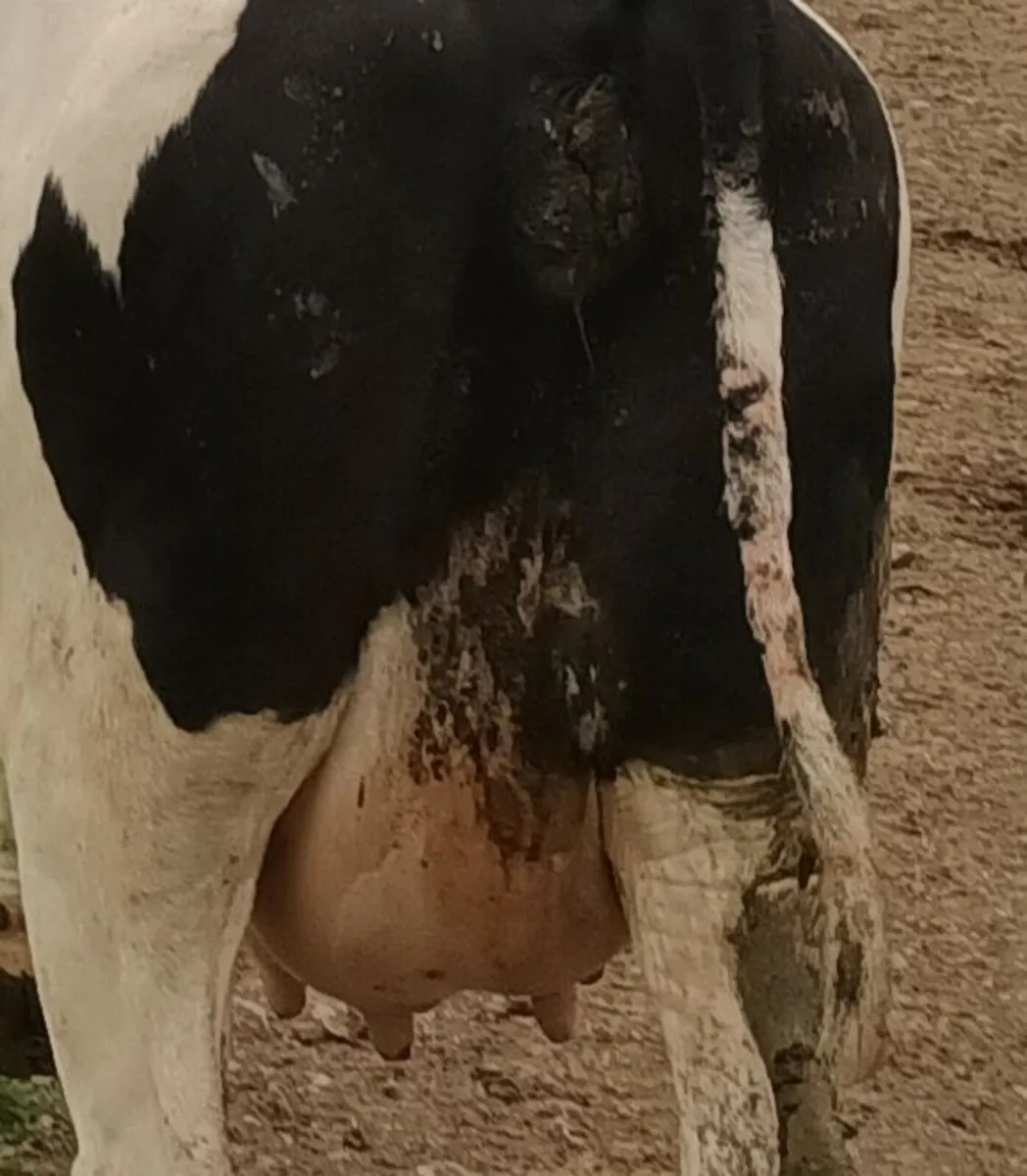 3 freshly calved heifers - Image 4
