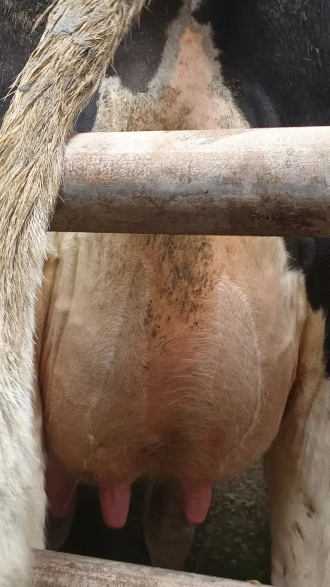 3 freshly calved heifers - Image 1