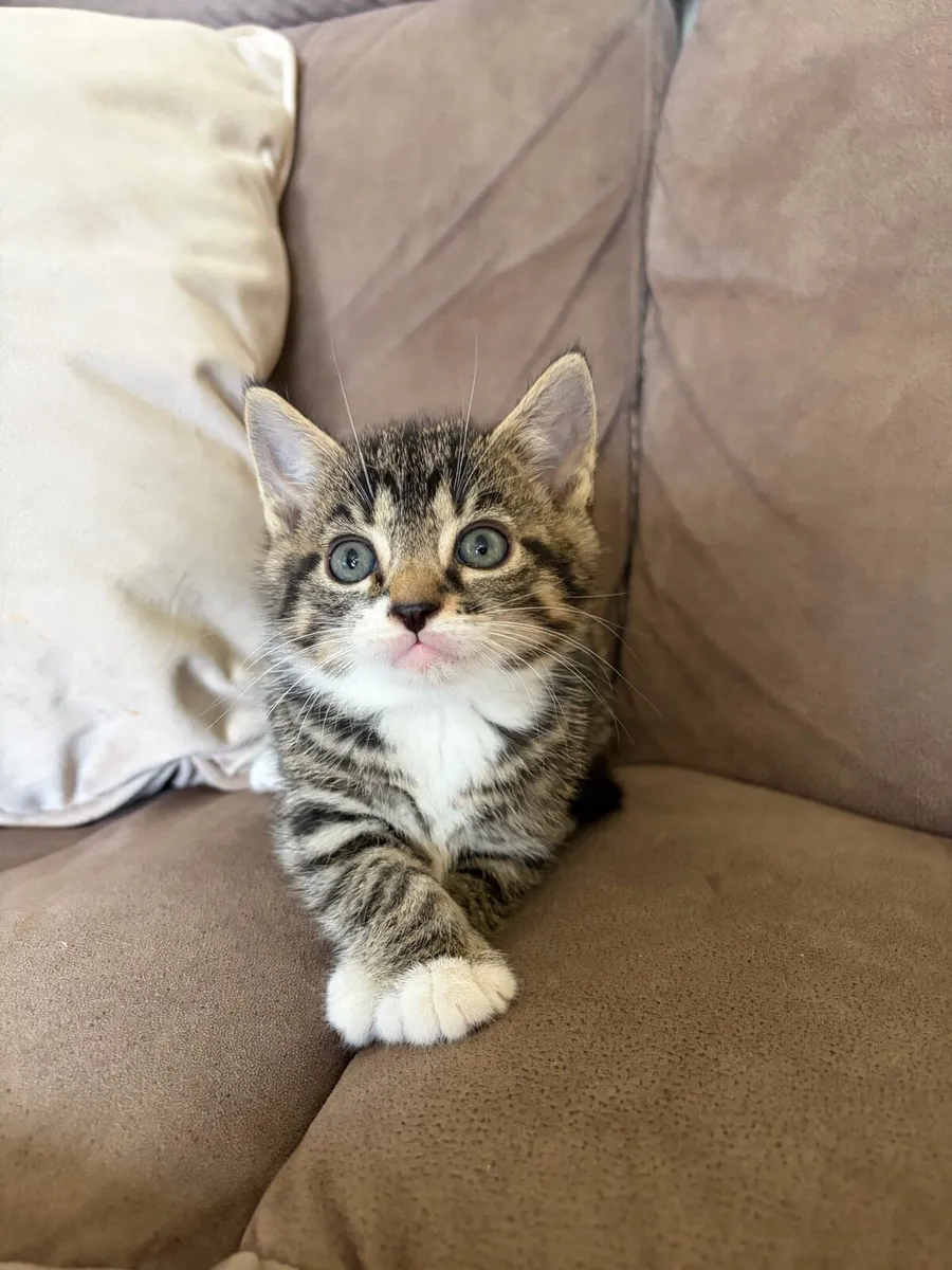 Kittens - Image 1
