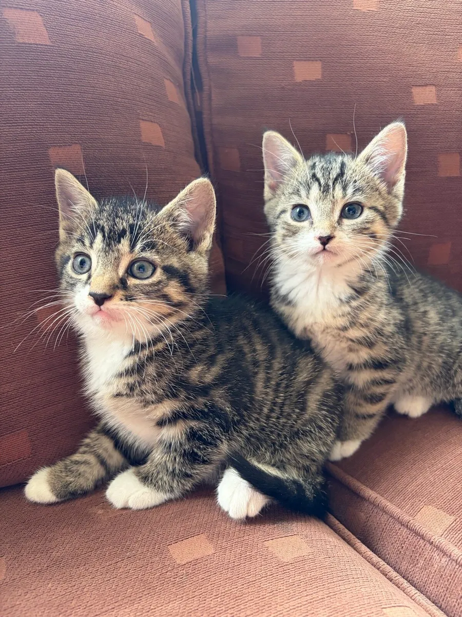 Kittens - Image 2