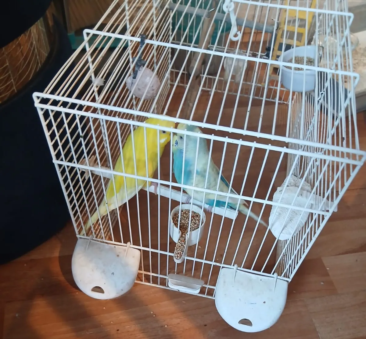 Adorable Budgies - Image 1
