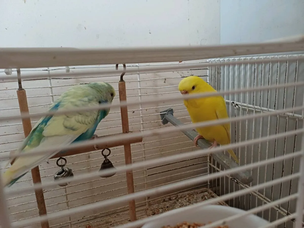 Adorable Budgies - Image 3