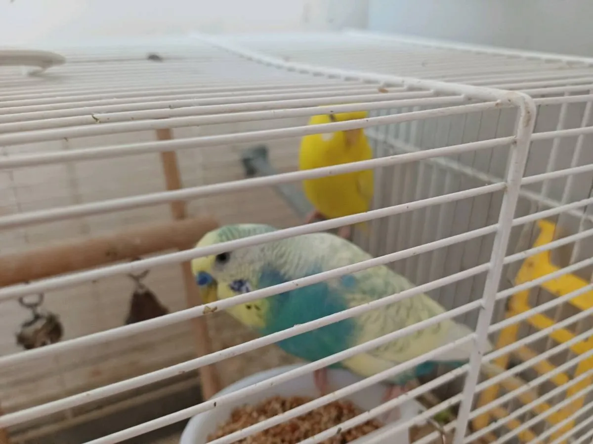 Adorable Budgies - Image 2