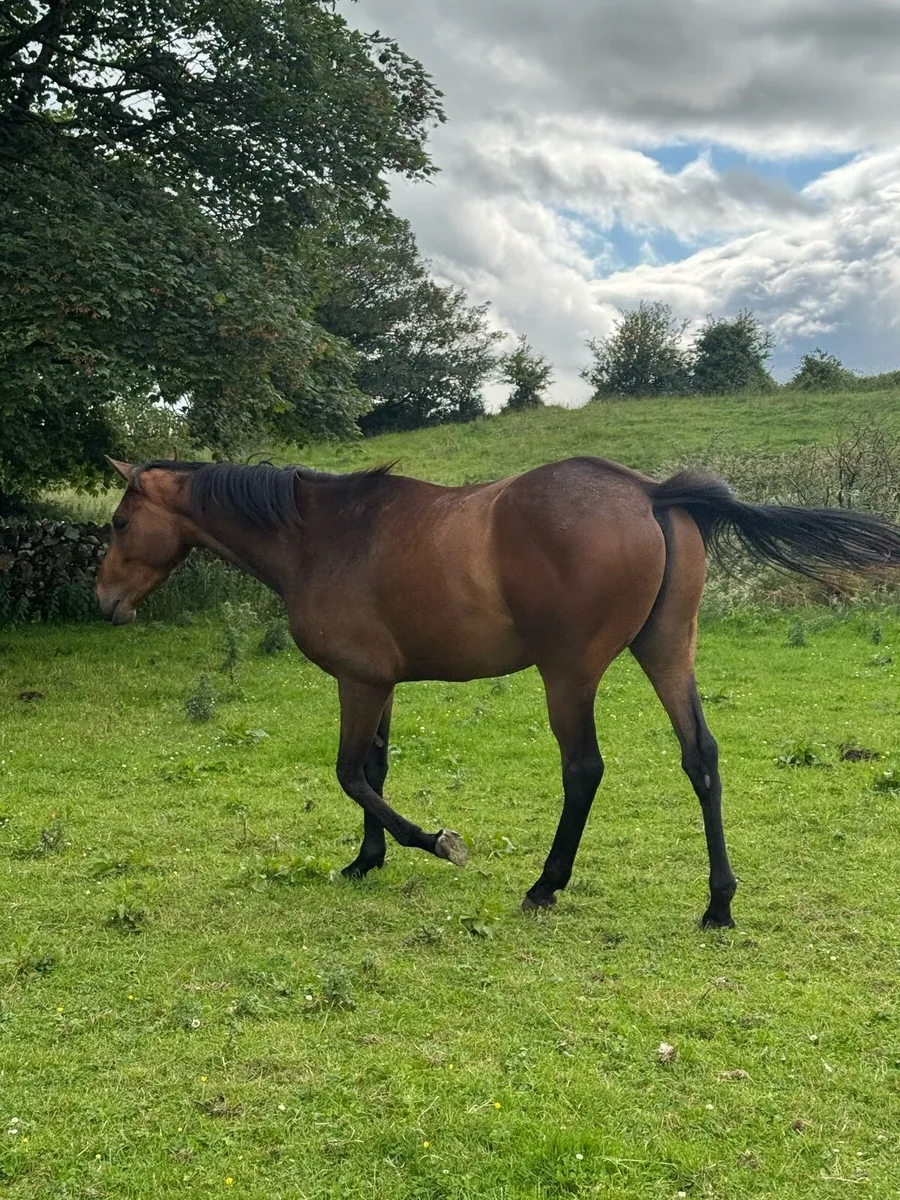 3 year old Thoroughbred - Image 2