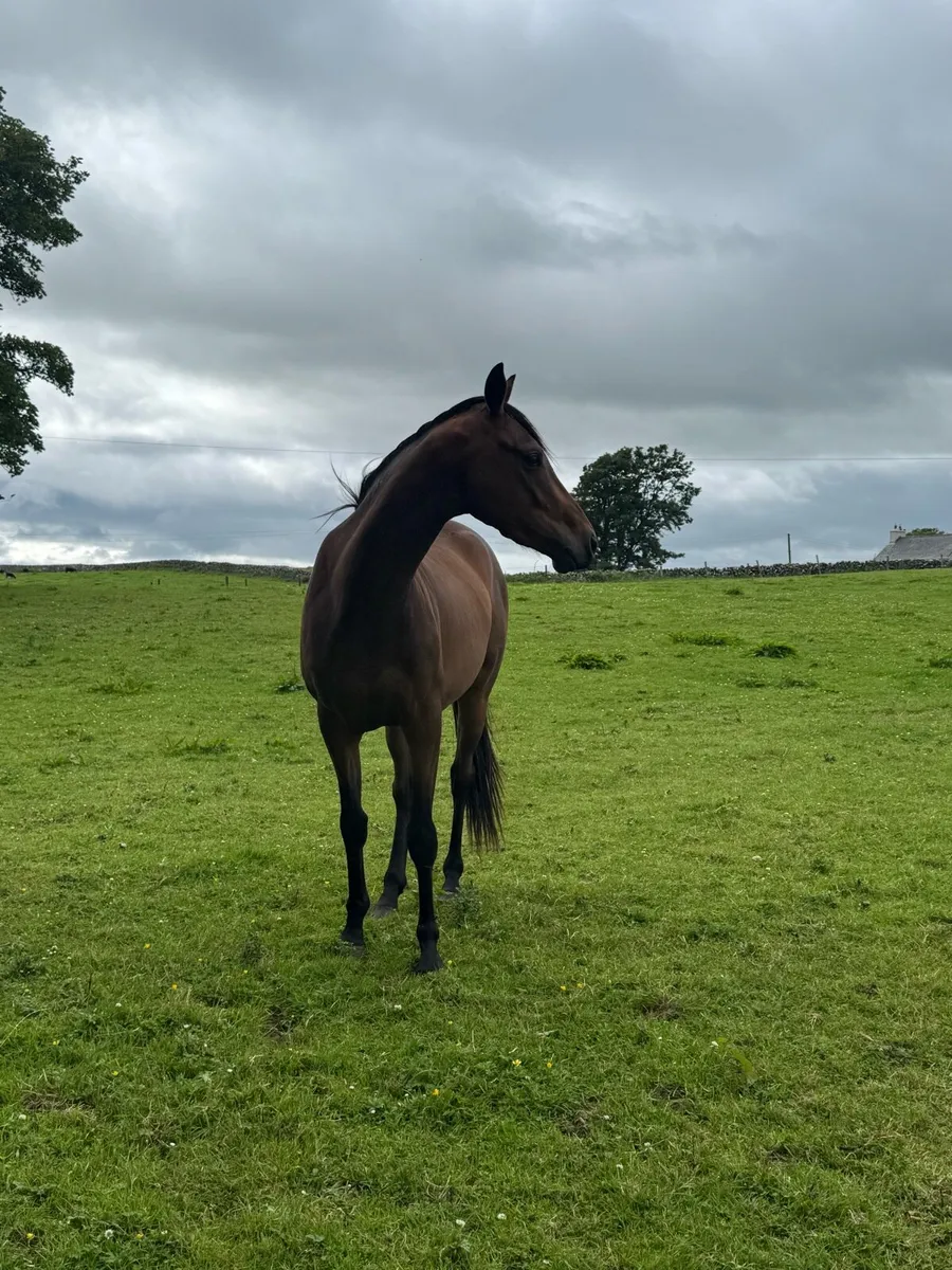 3 year old Thoroughbred - Image 3