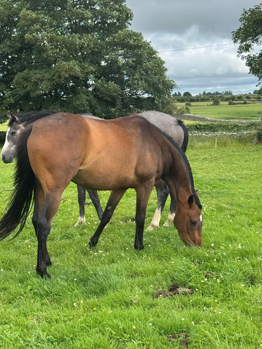 3 year old Thoroughbred - Image 4