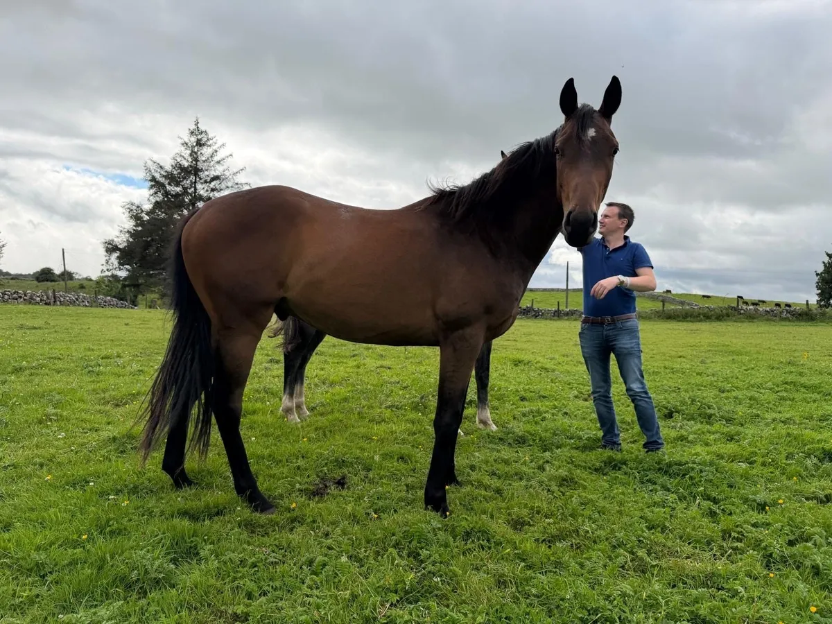 3 year old Thoroughbred - Image 1