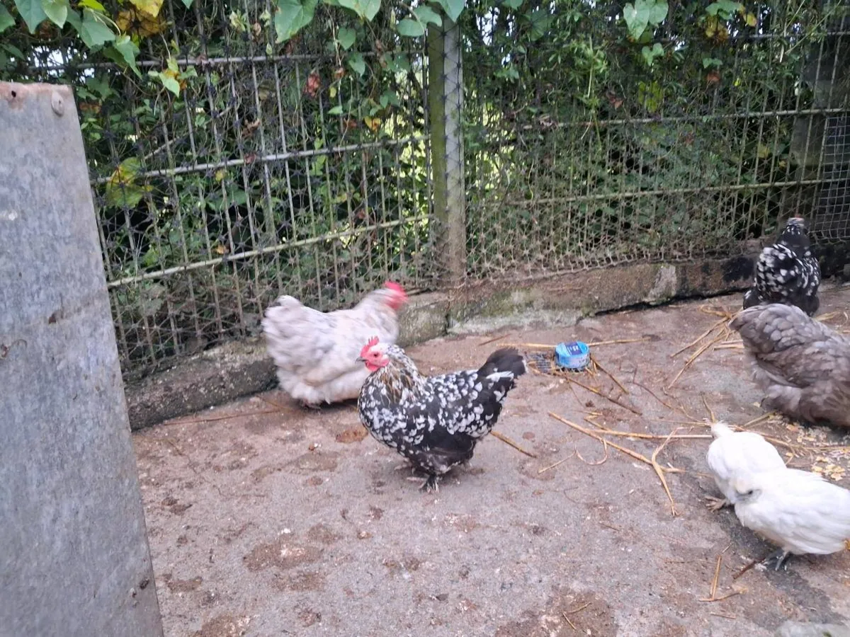 Chicken's - Image 2