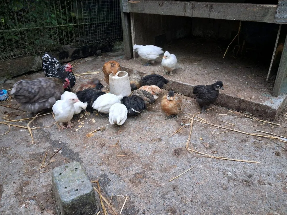 Chicken's - Image 3