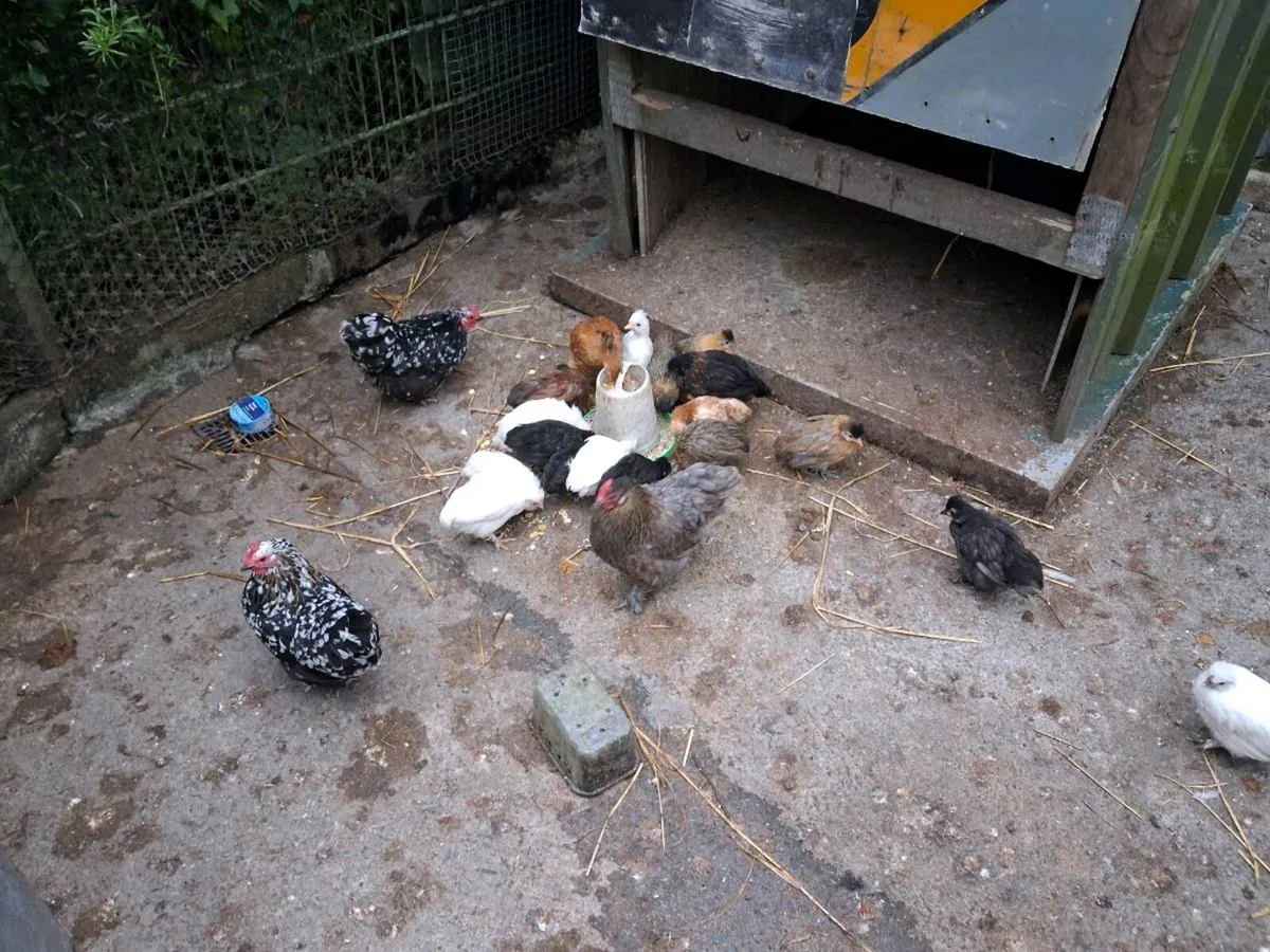 Chicken's - Image 4