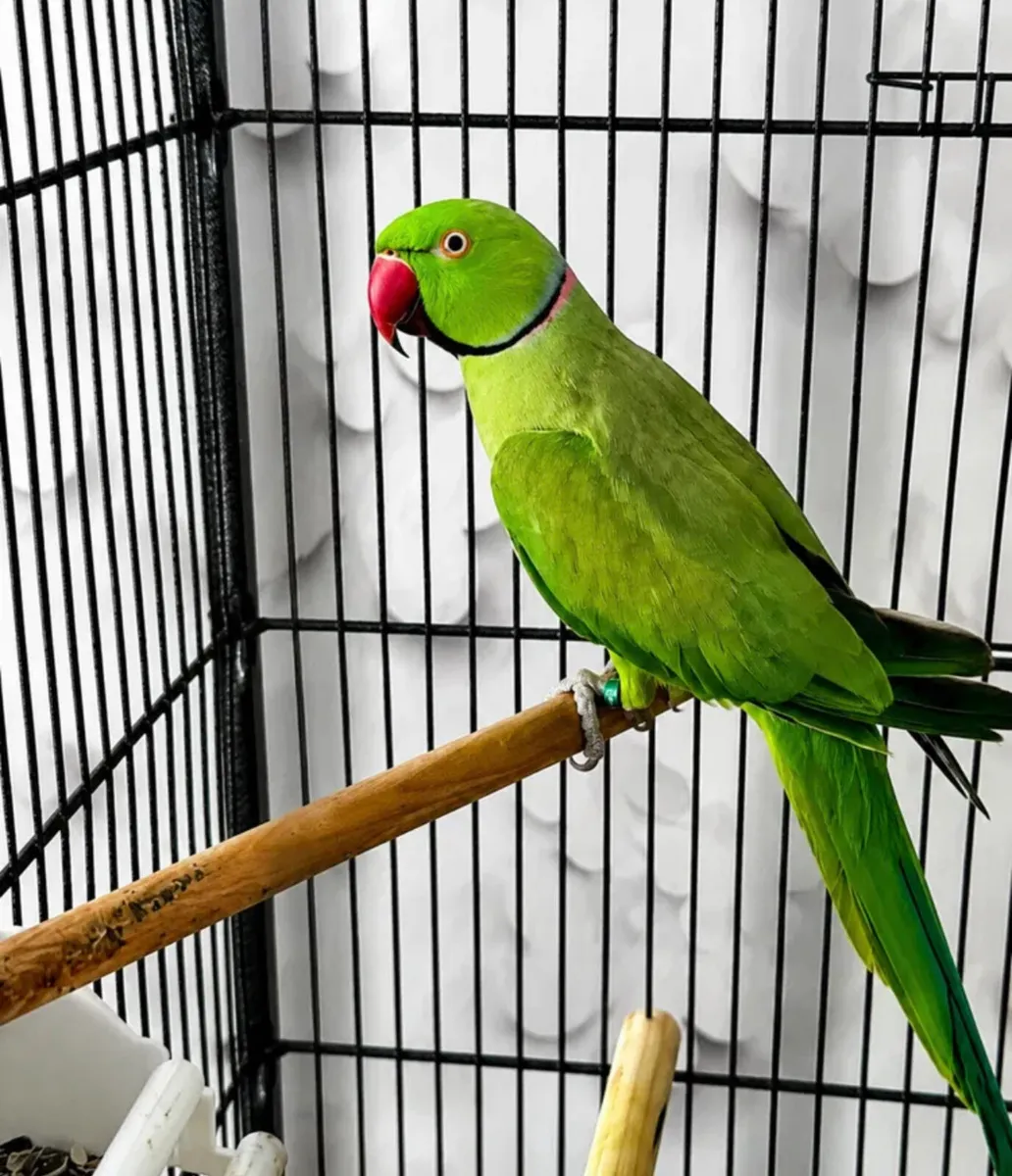 Adult Male Indian Ringneck Parakeet