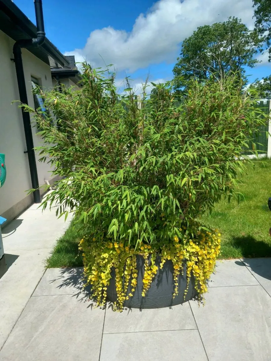 Bamboo plants - Image 1