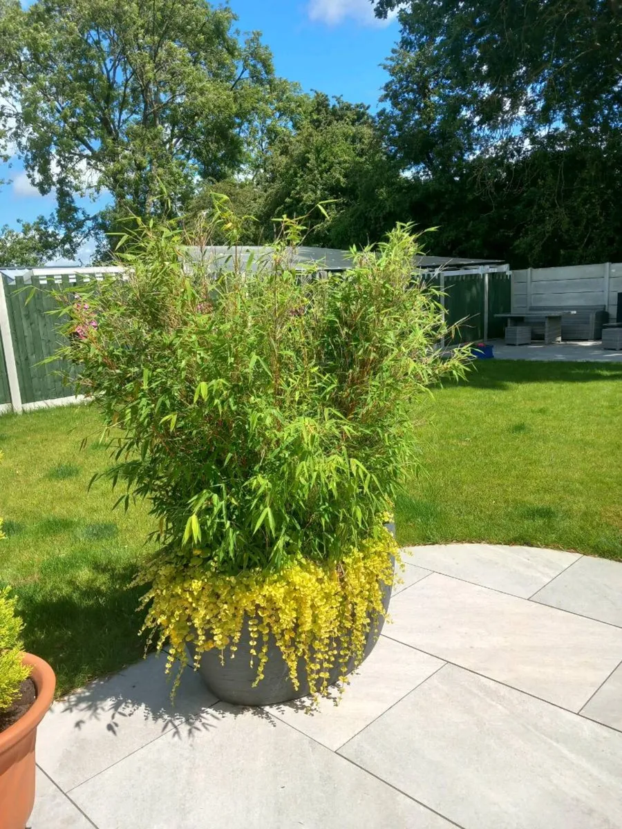 Bamboo plants - Image 2