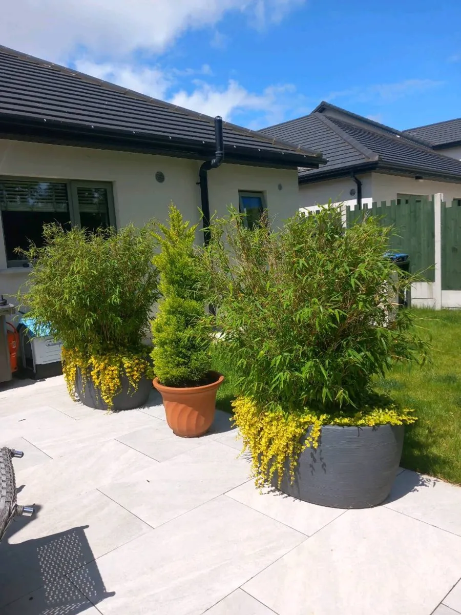 Bamboo plants - Image 3
