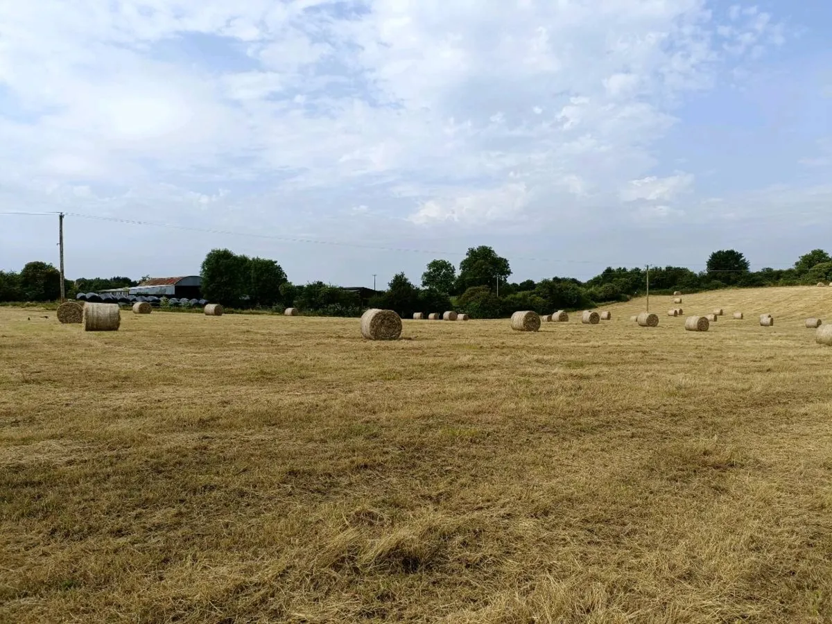 Hay round bales - Image 2