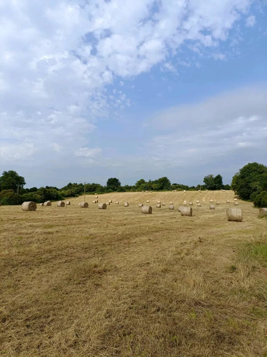 Hay round bales - Image 3