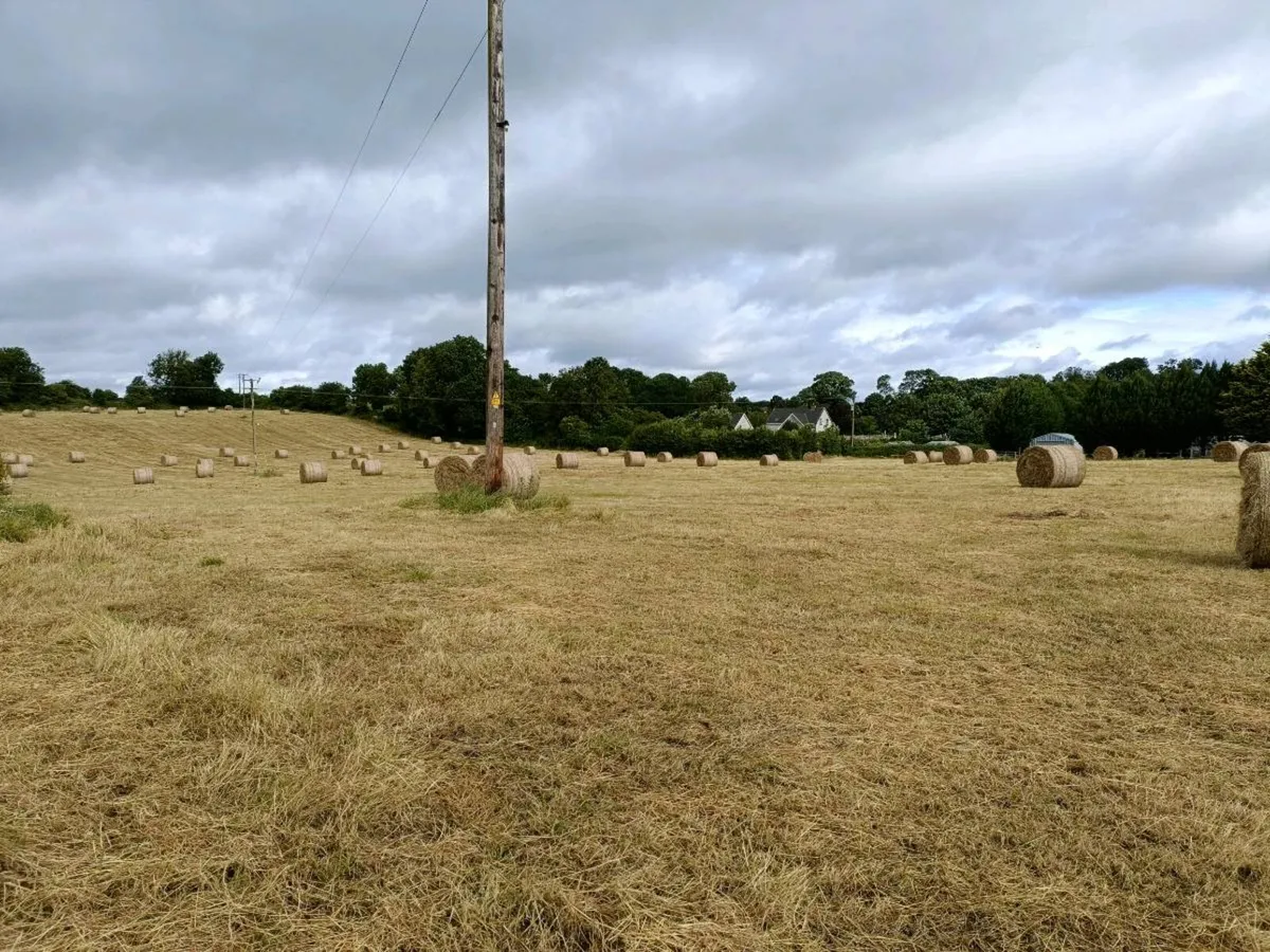 Hay round bales - Image 1