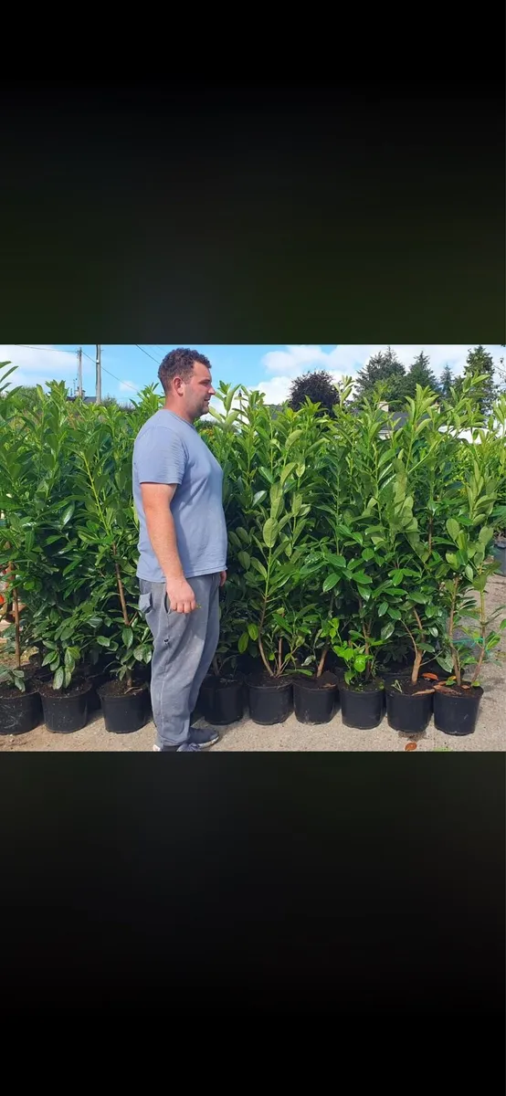 4-5ft potted Laurel Hedging - Image 1