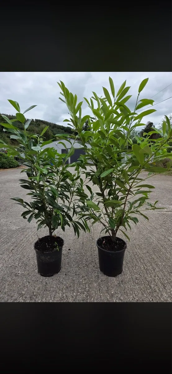 4-5ft potted Laurel Hedging - Image 2