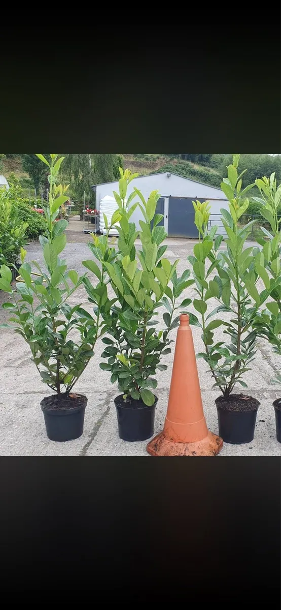 4-5ft potted Laurel Hedging - Image 3