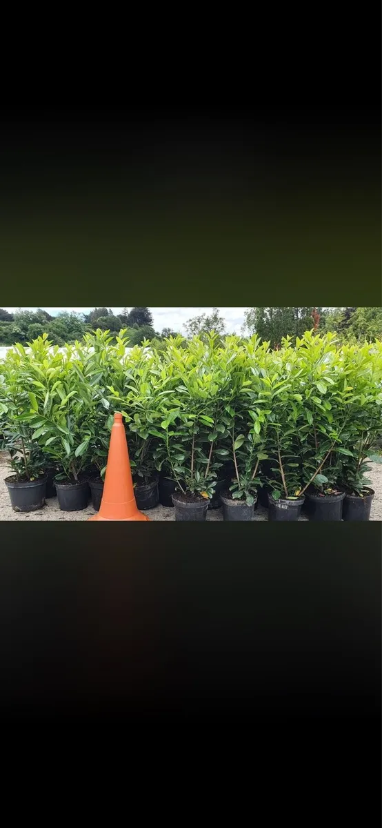 4-5ft potted Laurel Hedging - Image 4
