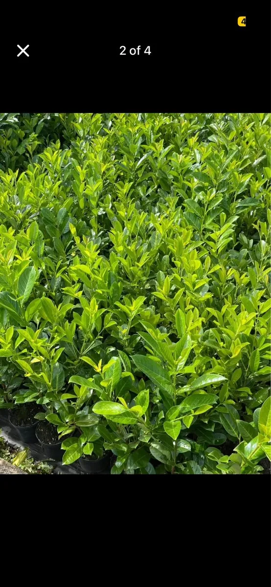 1.5-2ft potted laurel hedging - Image 2