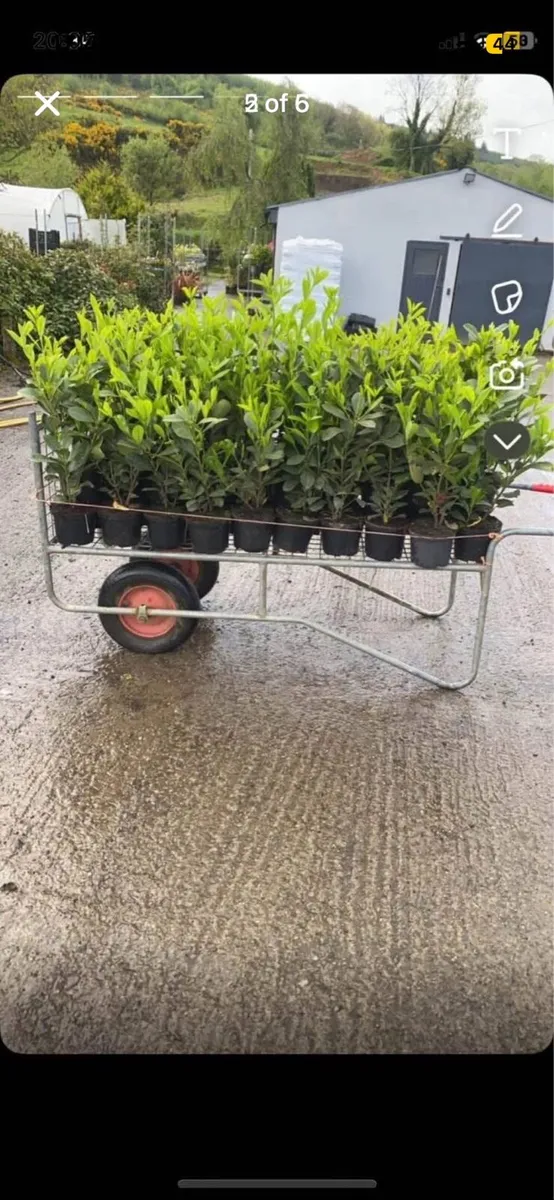 1.5-2ft potted laurel hedging - Image 3